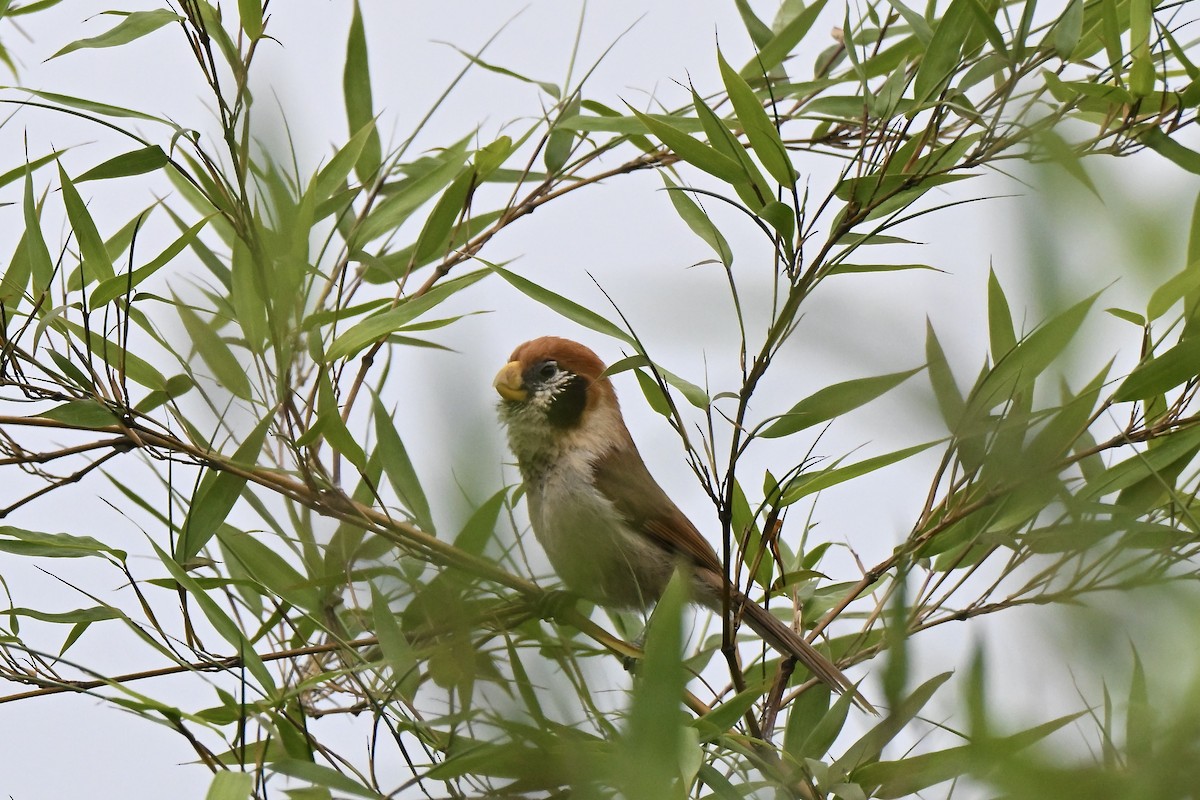 Spot-breasted Parrotbill - ML638066656