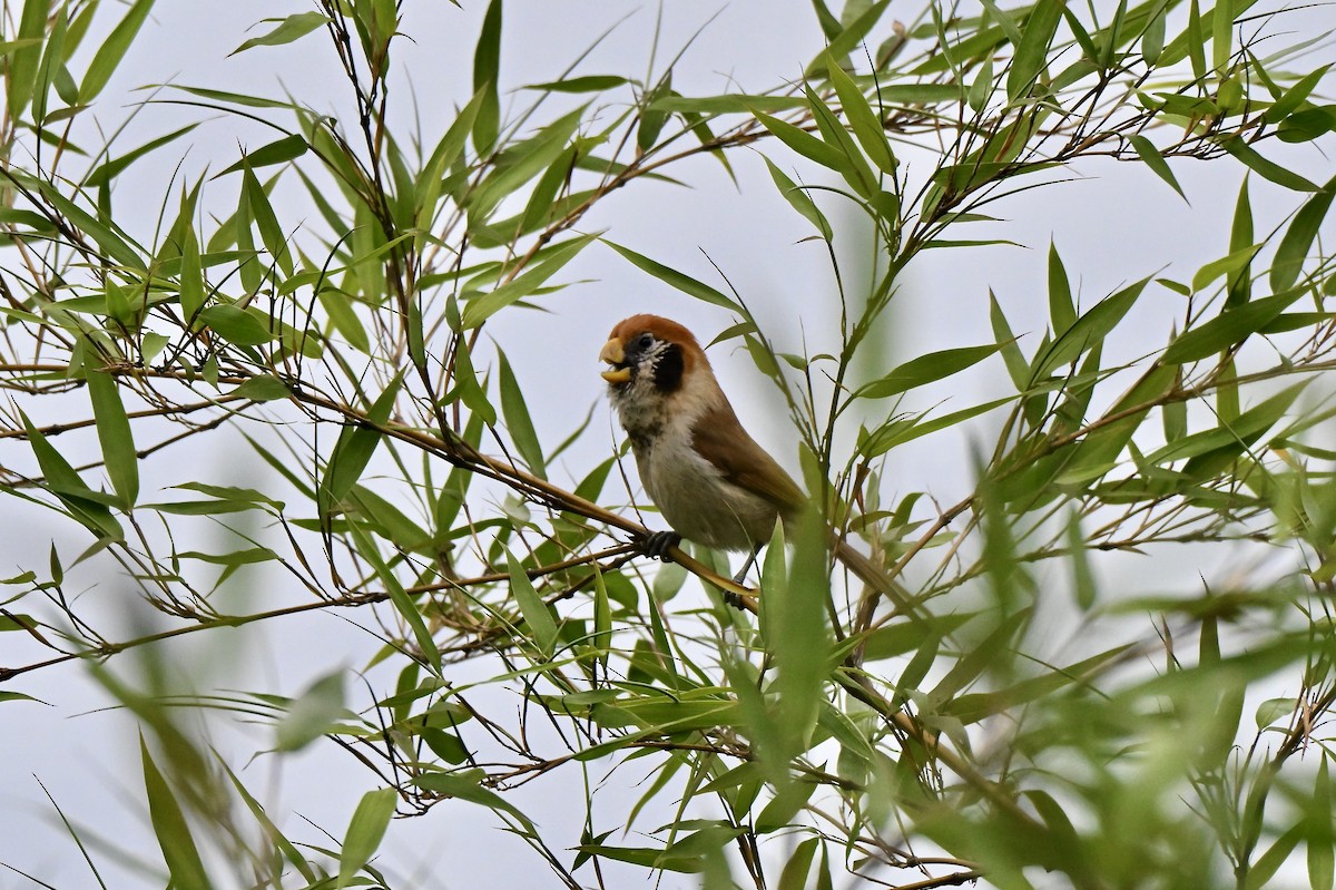 Spot-breasted Parrotbill - ML638066663