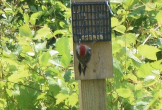 Red-bellied Woodpecker - ML638066702
