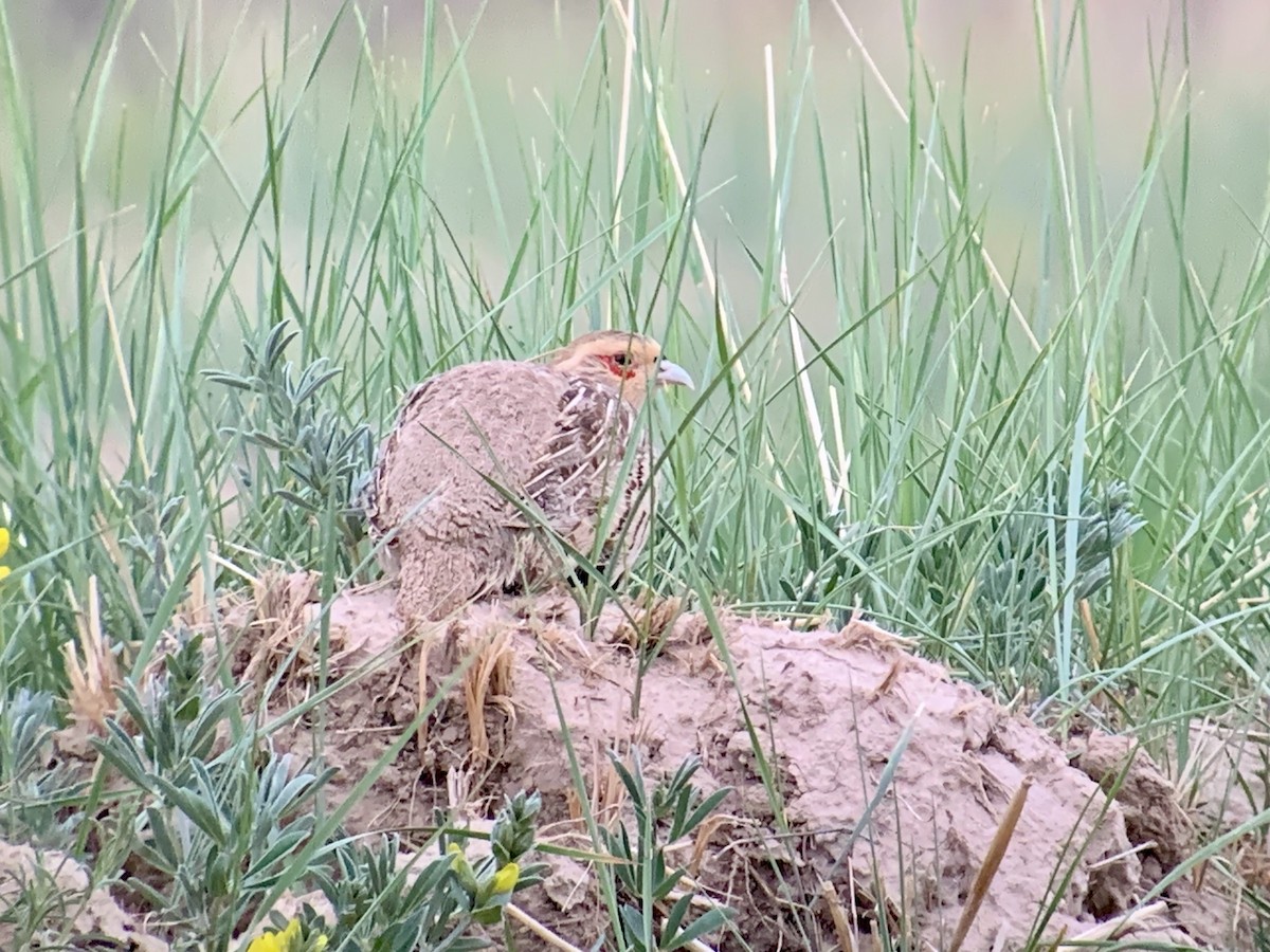 Daurian Partridge - ML638066718