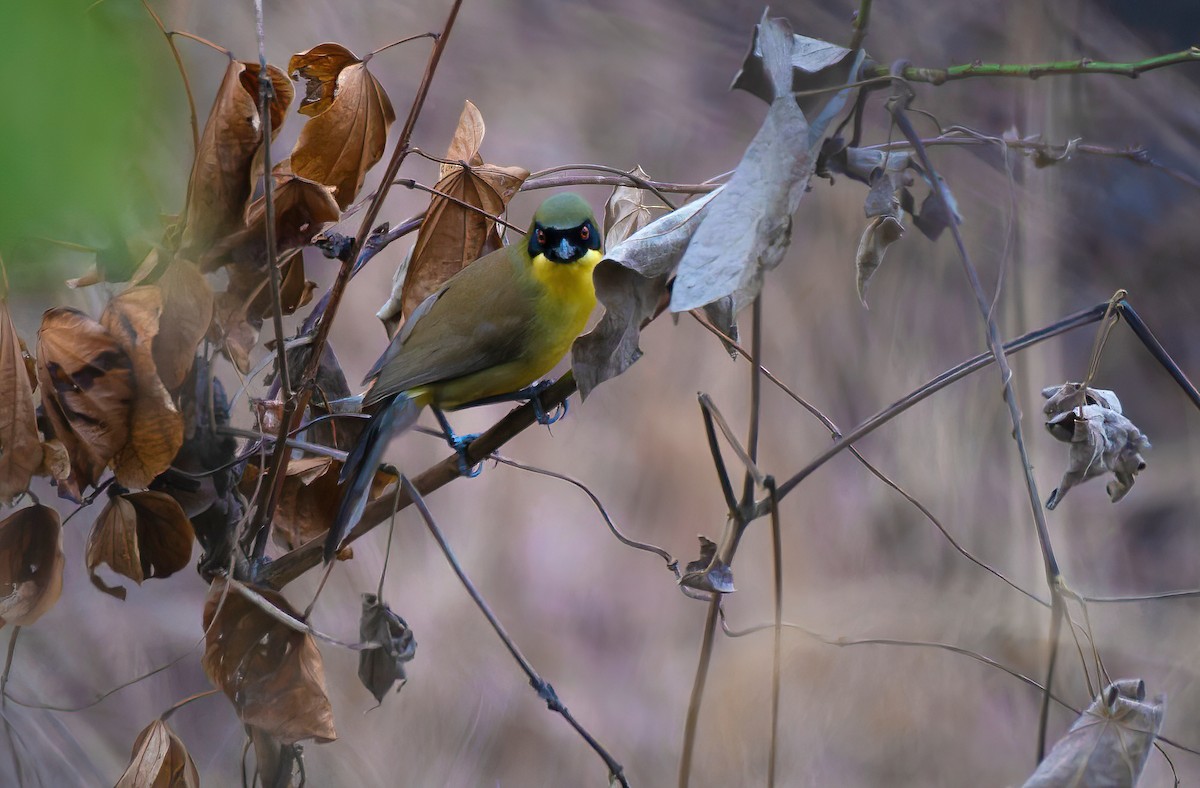 Yellow-throated Laughingthrush - ML638066721