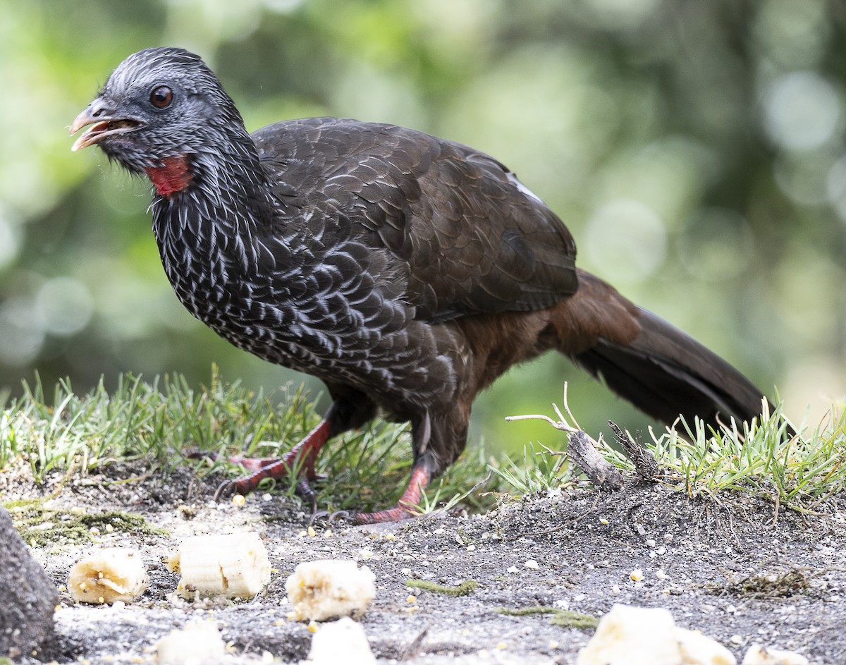 Andean Guan - ML638066725