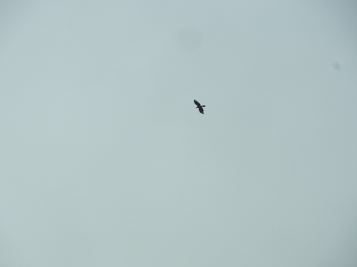 Hook-billed Kite - ML638066732