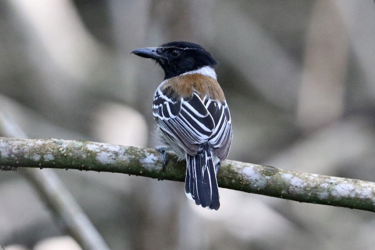 Black-crested Antshrike - ML638066734