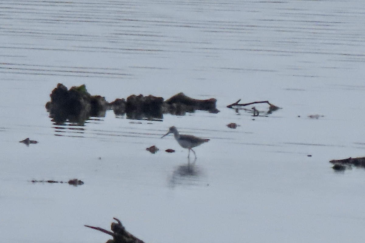Common Greenshank - ML638066736