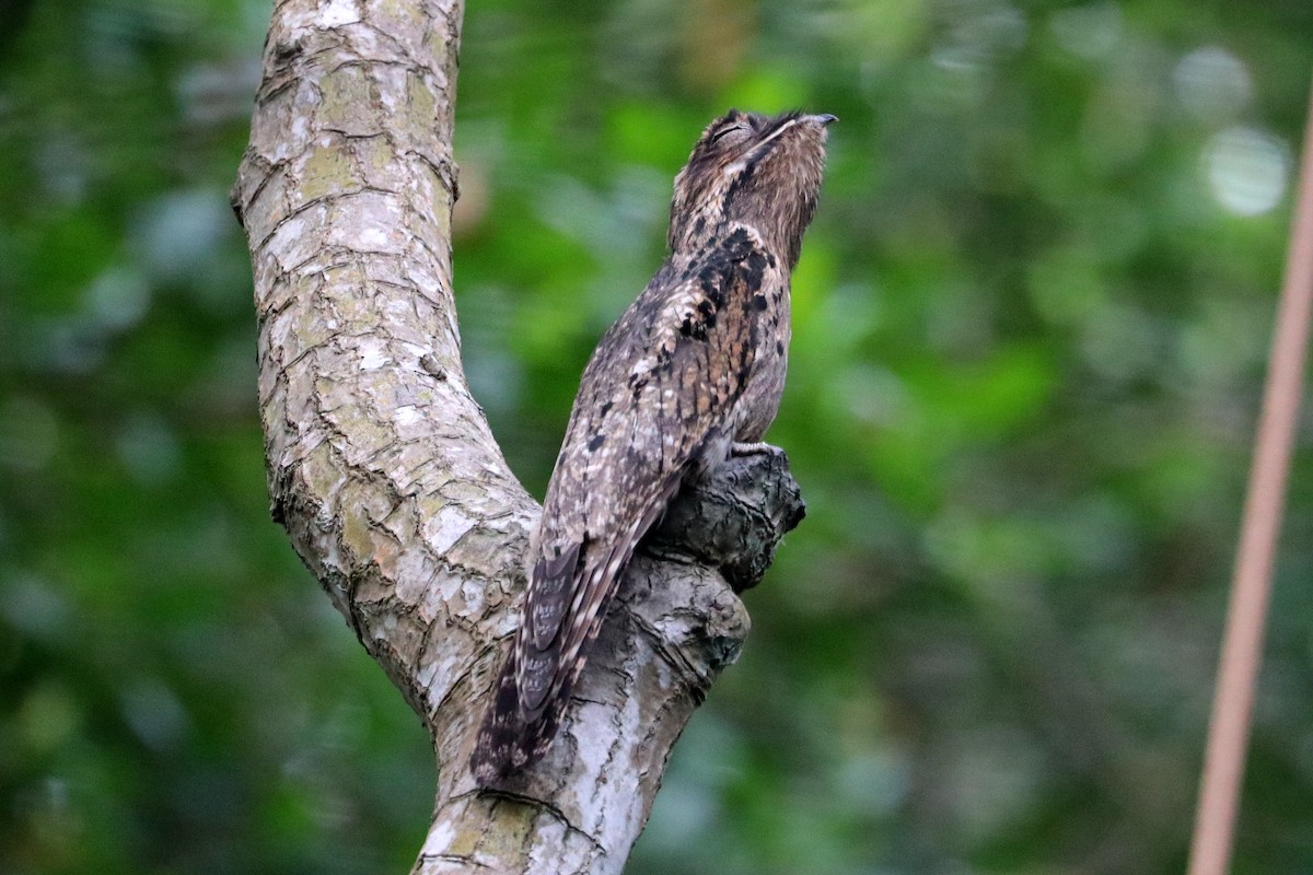 Common Potoo - ML638066742