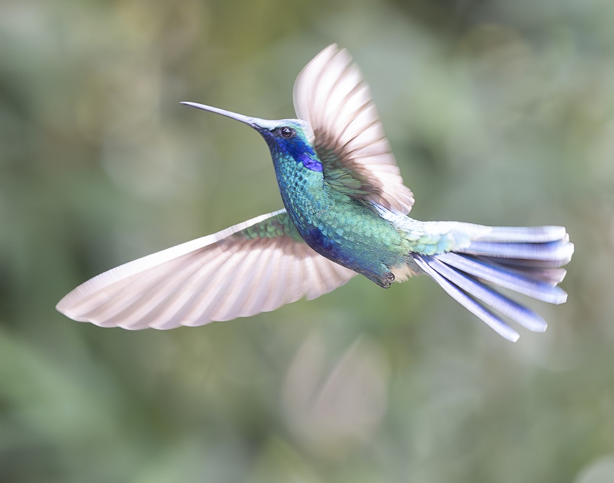 kolibřík modrolící - ML638066745