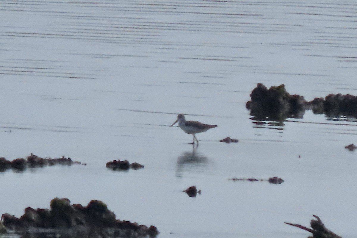 Common Greenshank - ML638066748