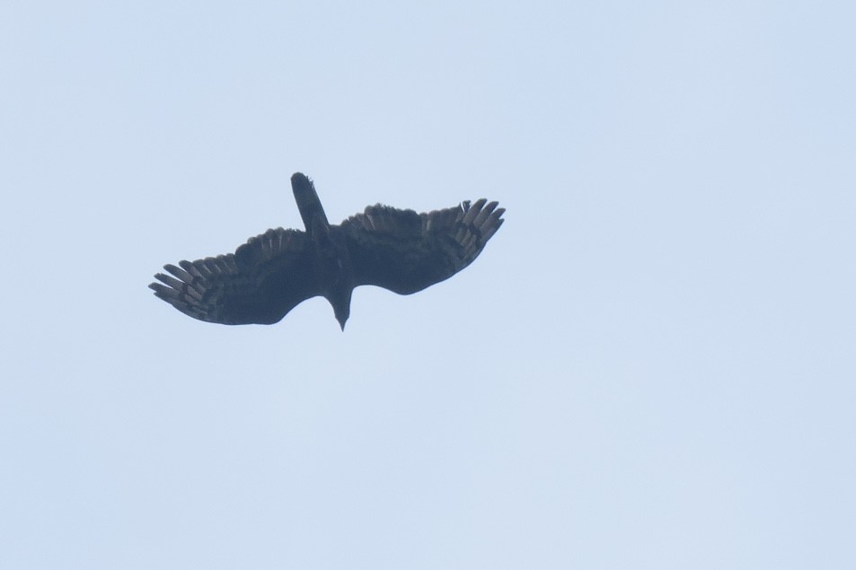Oriental Honey-buzzard - ML638066749