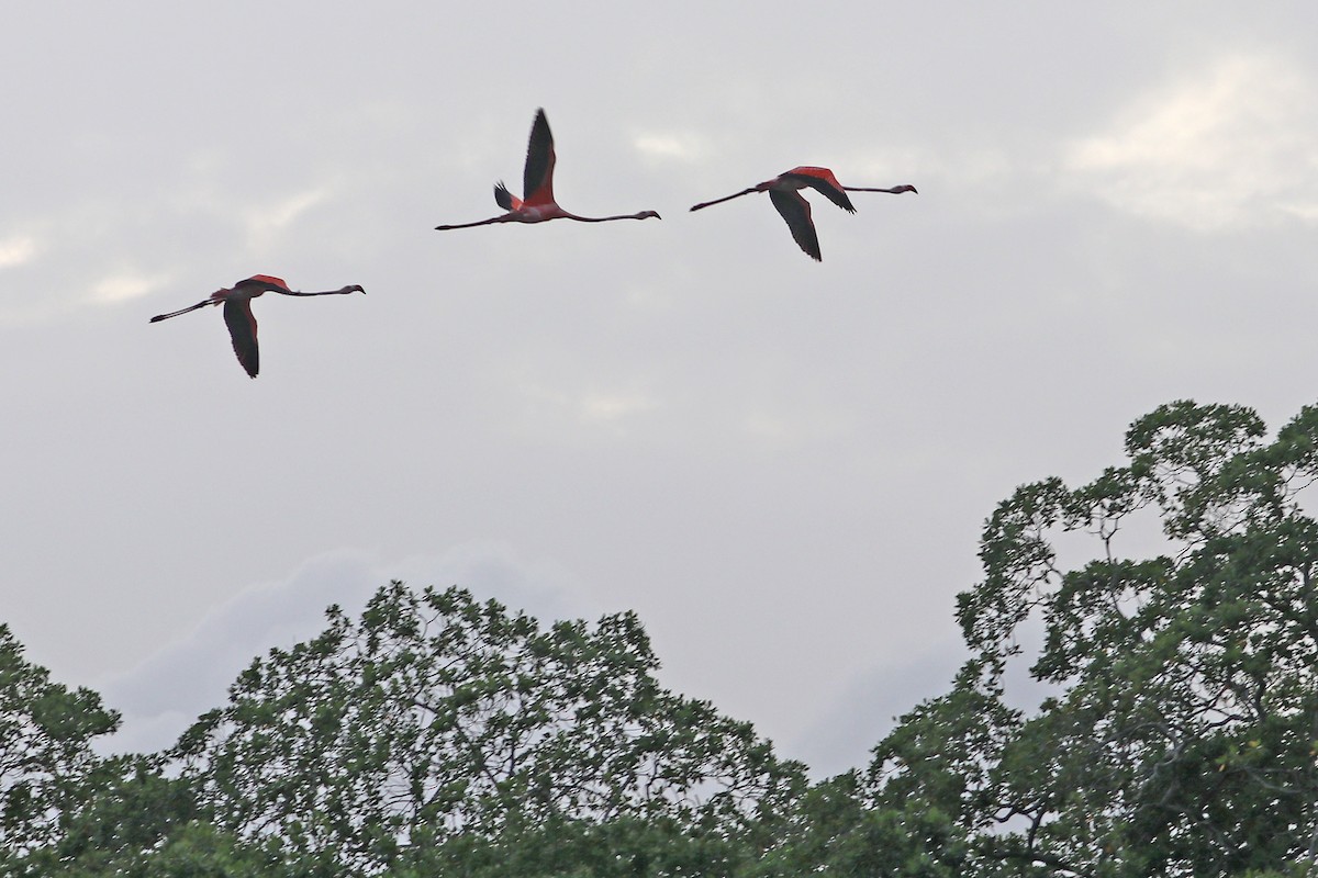 Flamant des Caraïbes - ML638066750