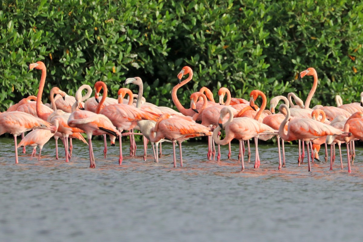 Flamant des Caraïbes - ML638066751