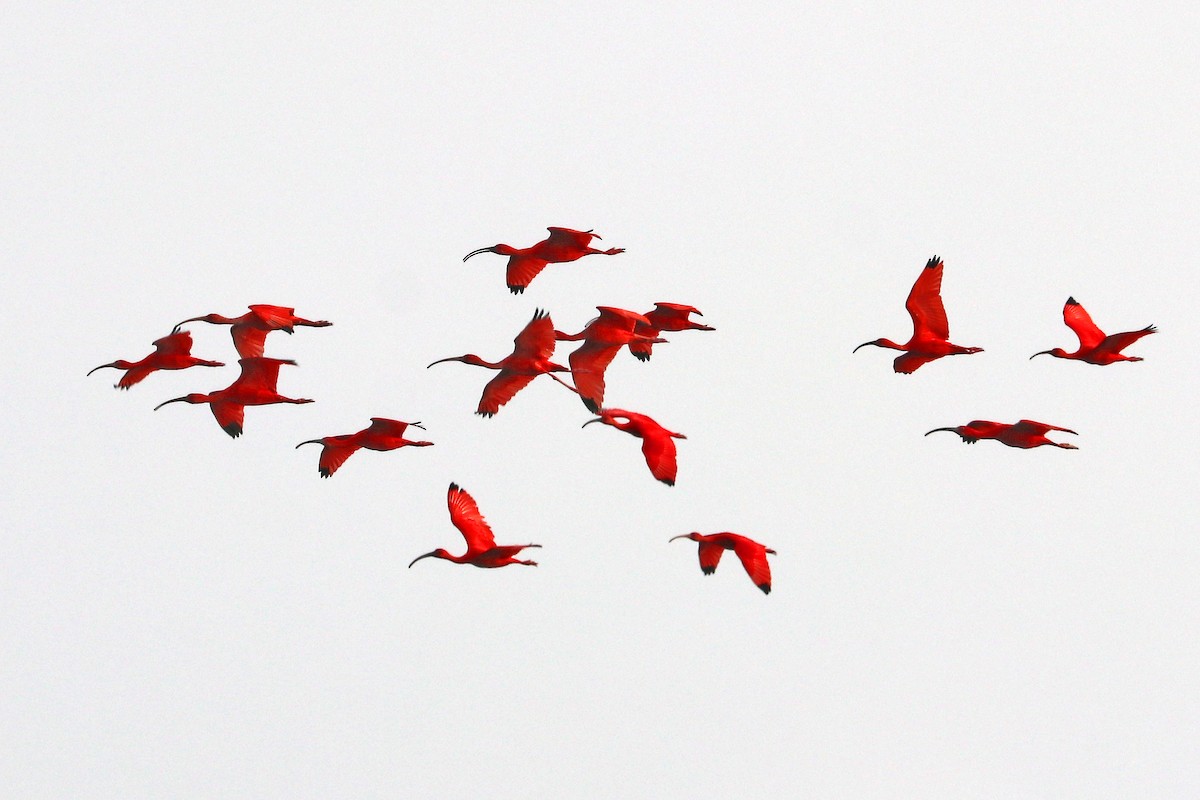 ibis rudý - ML638066757