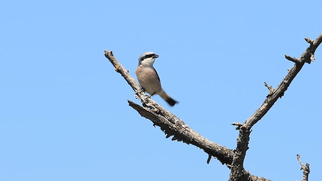 Red-backed Shrike - ML638066761