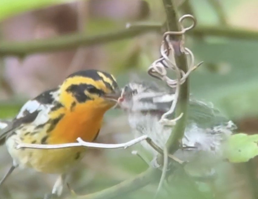 Blackburnian Warbler - ML638066762
