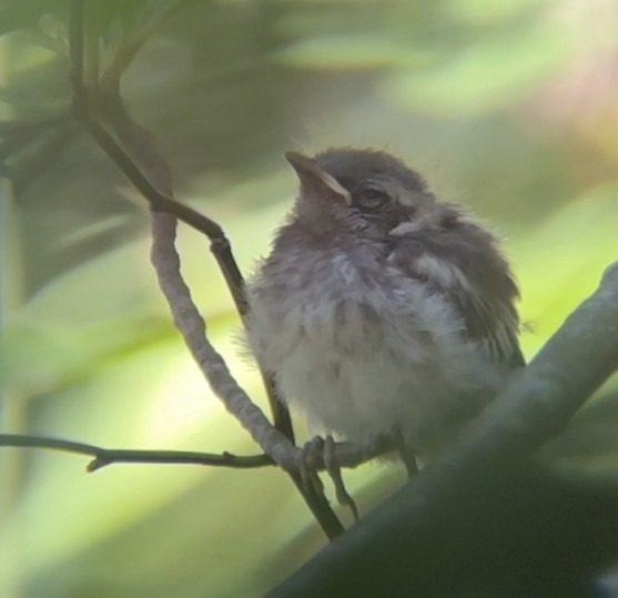 Blackburnian Warbler - ML638066763