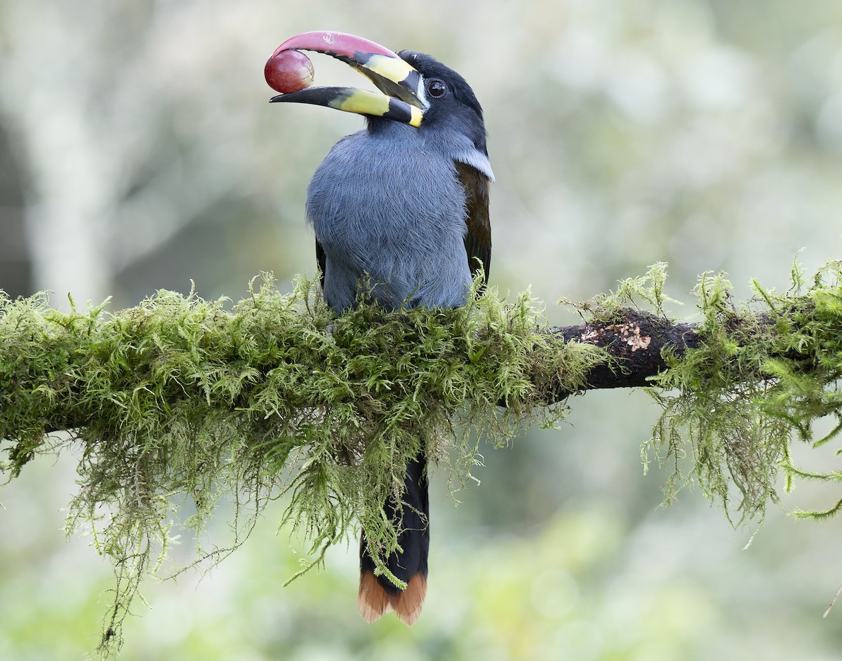 Gray-breasted Mountain-Toucan - ML638066783