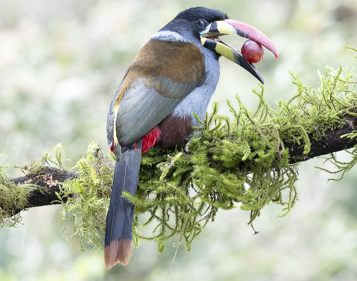 Gray-breasted Mountain-Toucan - ML638066796