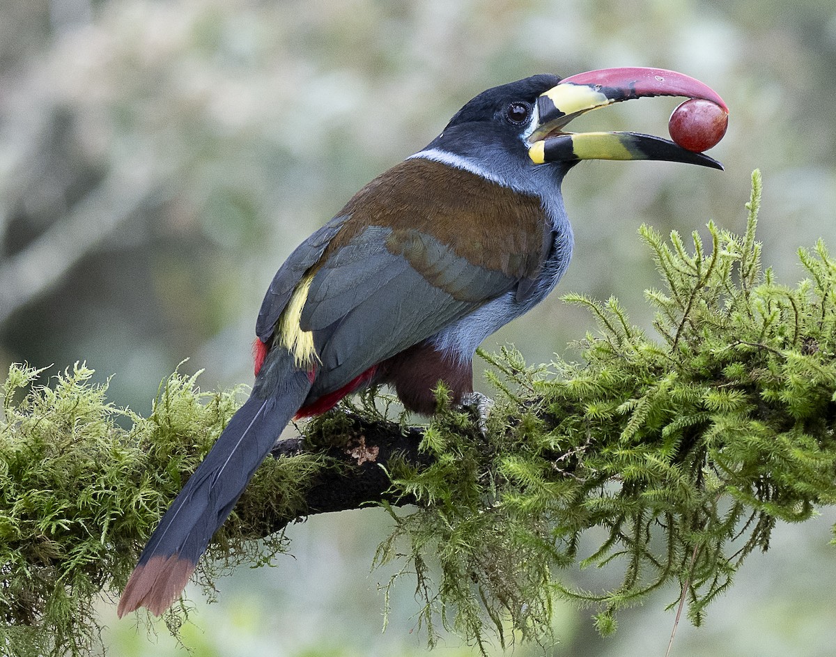 Gray-breasted Mountain-Toucan - ML638066800
