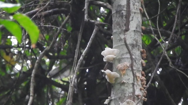 Streak-headed Woodcreeper - ML638066808