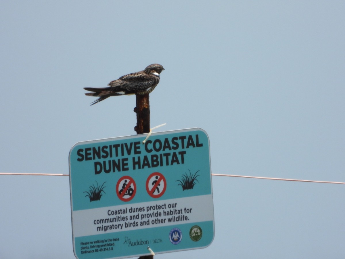 Common Nighthawk - ML638066827
