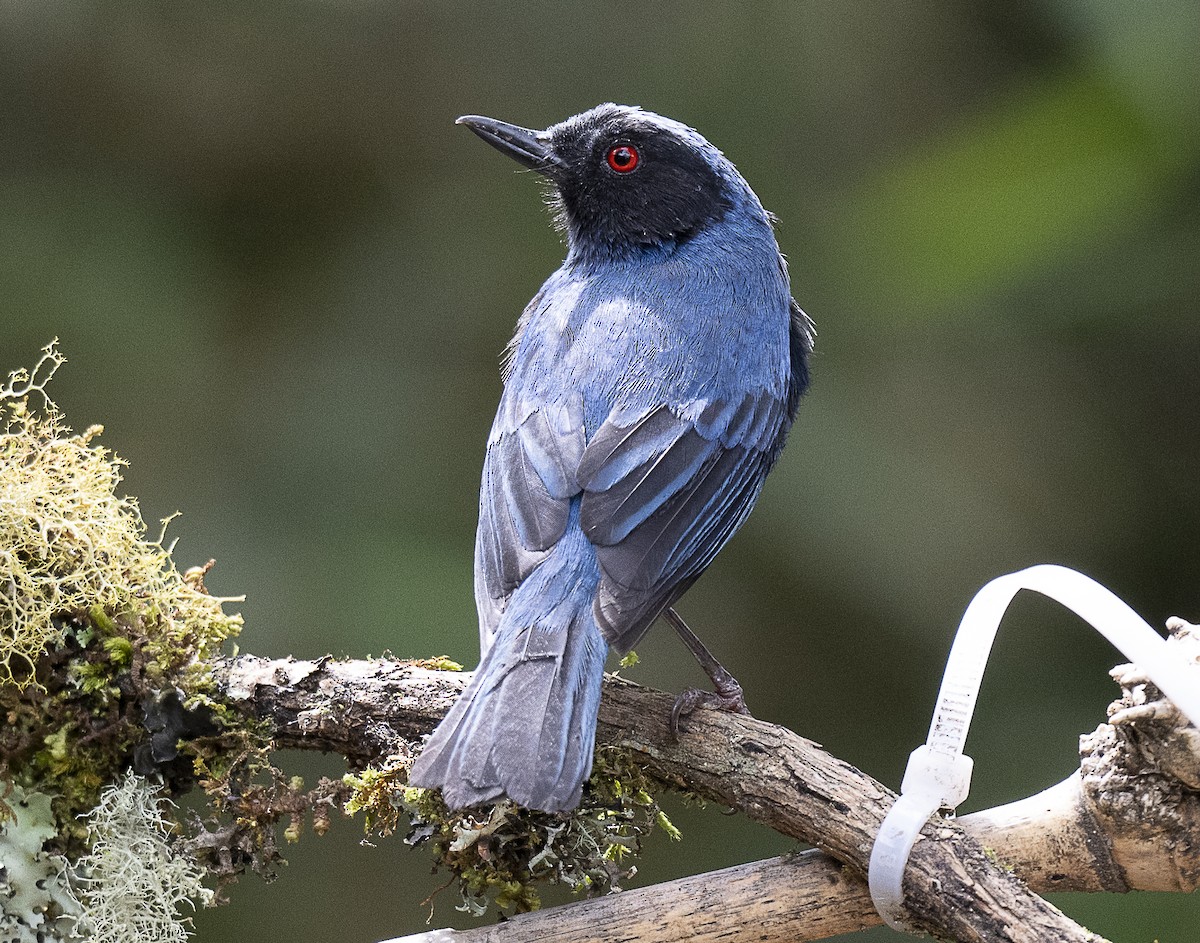 Masked Flowerpiercer - ML638066862