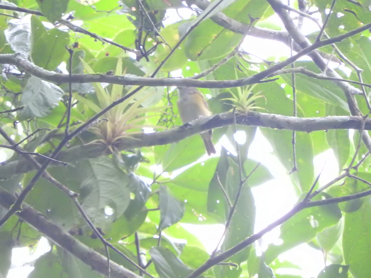 Lesser Greenlet - ML638066880