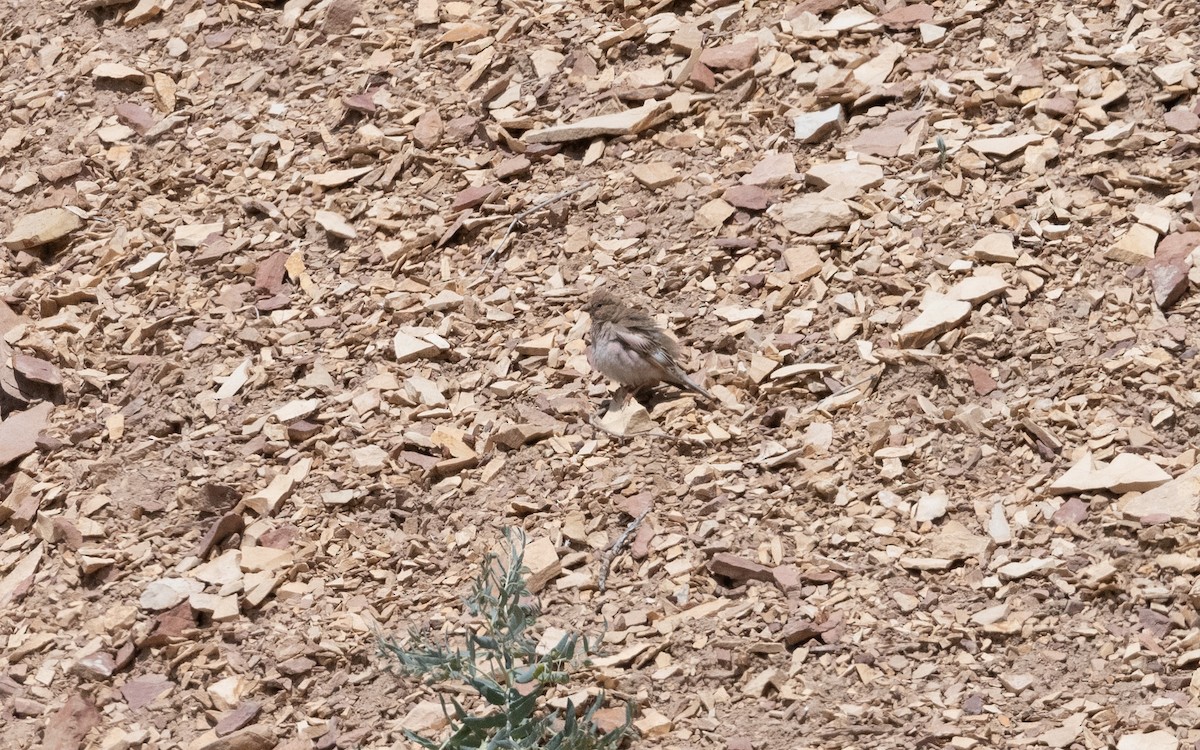 Mongolian Finch - ML638066899