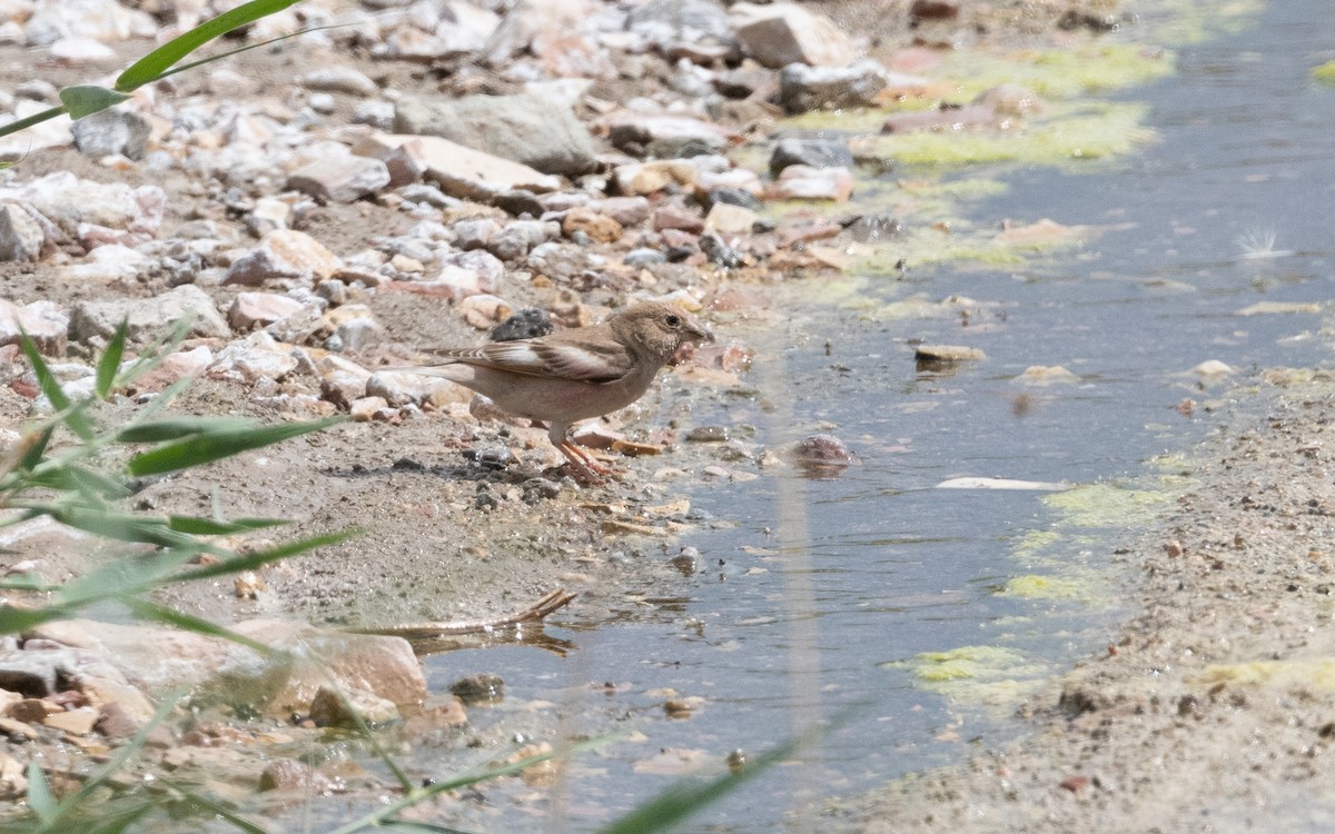 Mongolian Finch - ML638066900