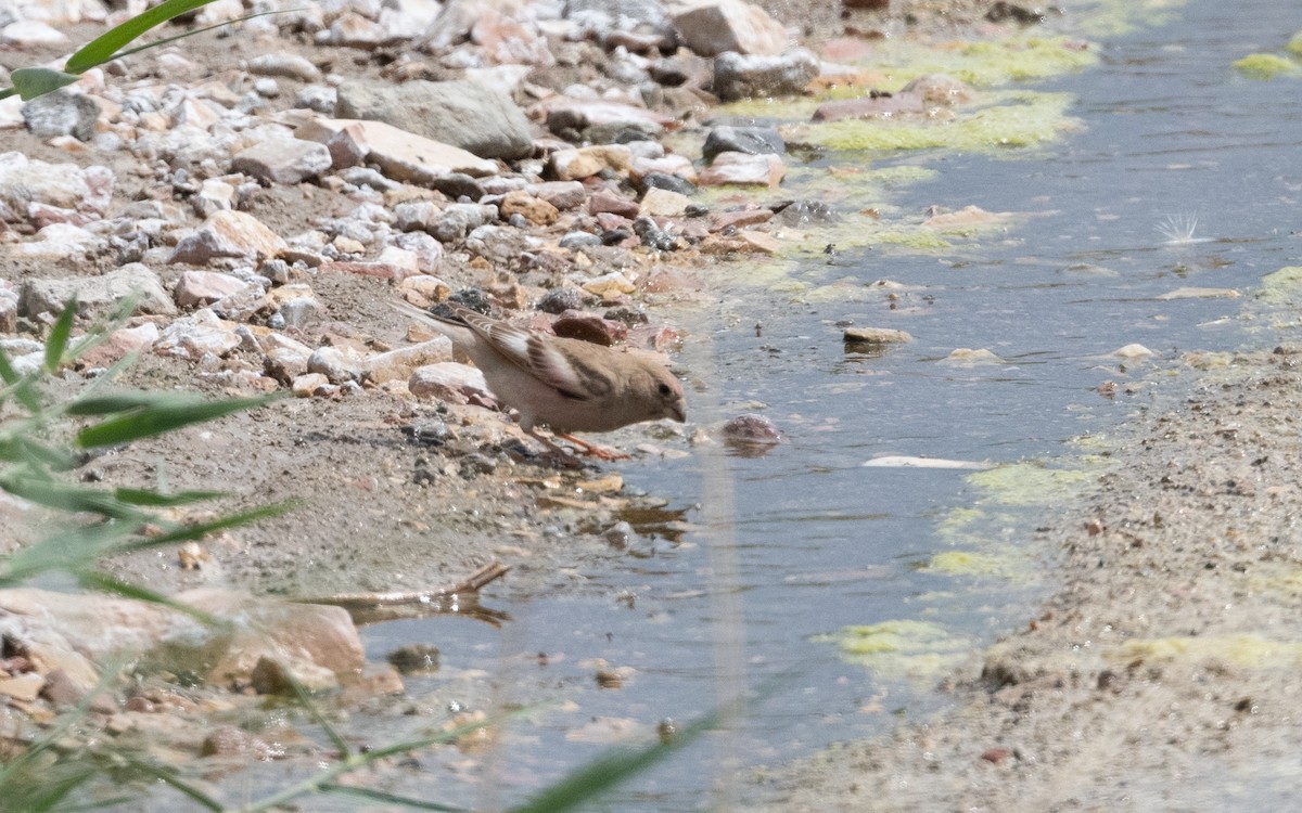 Mongolian Finch - ML638066903