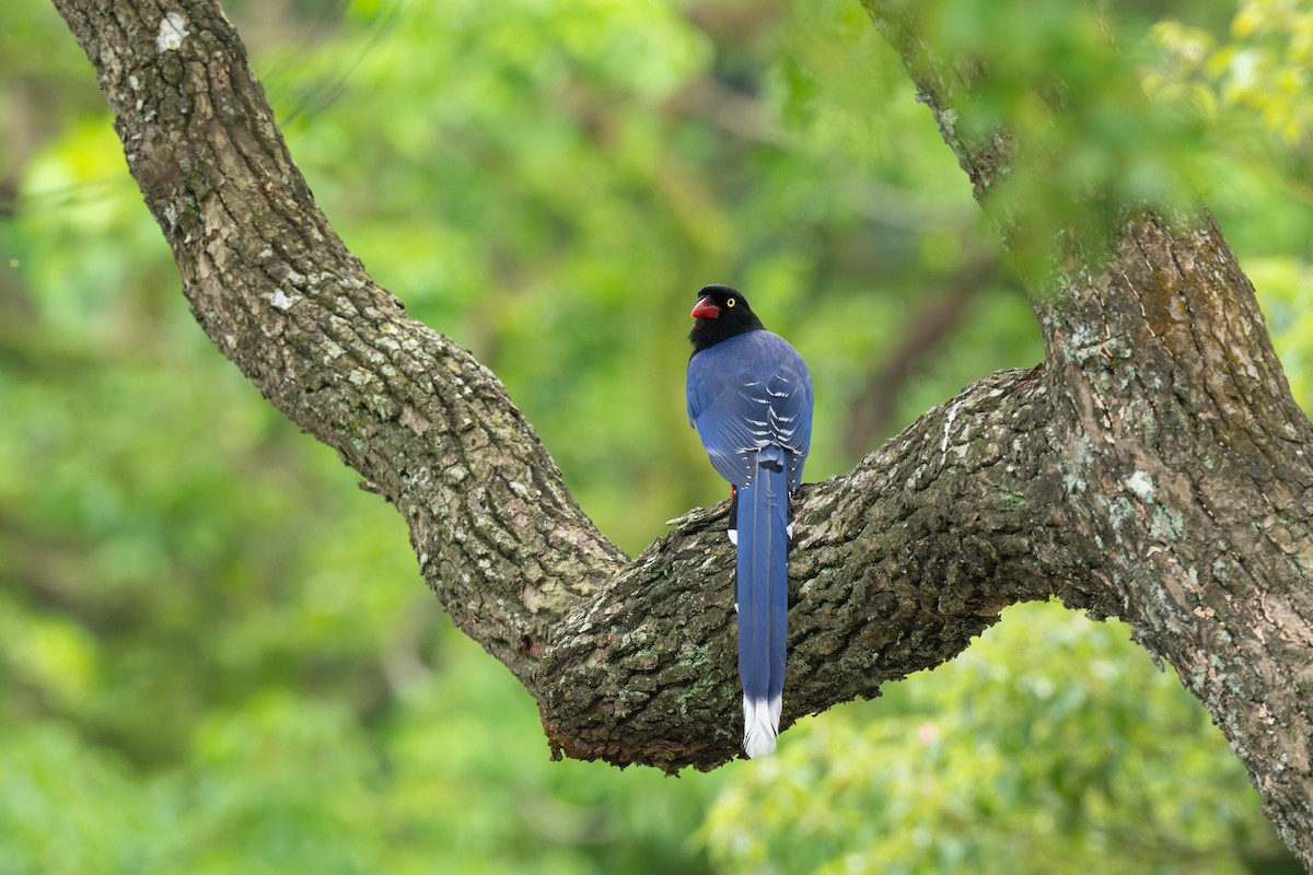 Taiwan Blue-Magpie - ML638066921