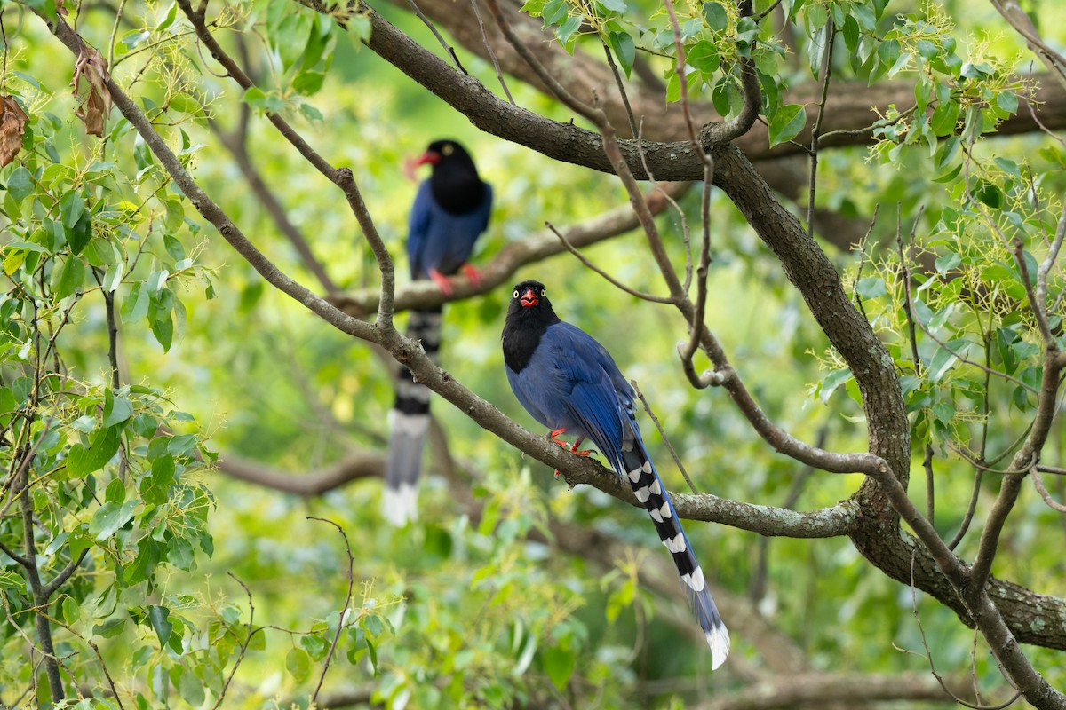 Taiwan Blue-Magpie - ML638066922