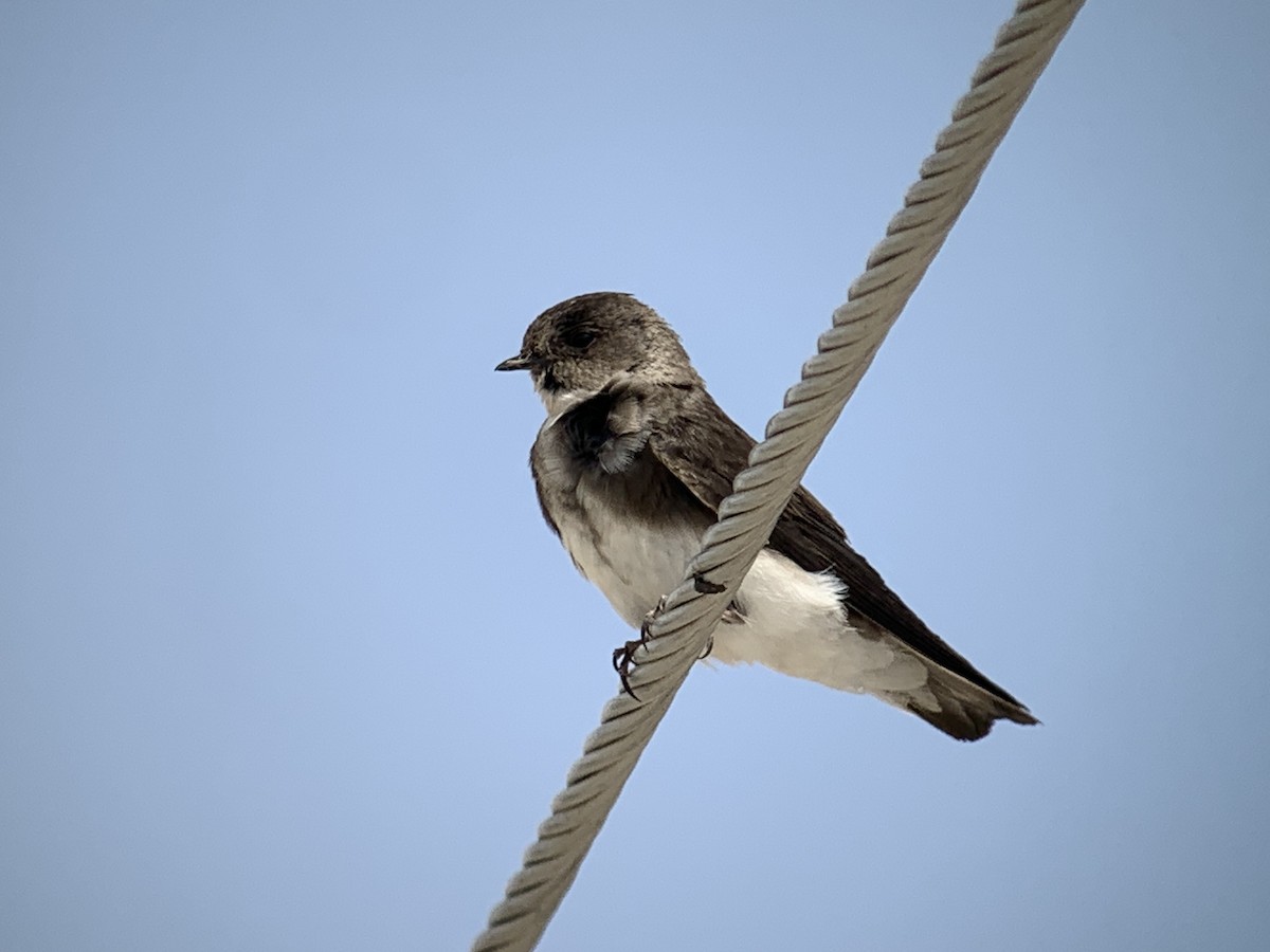 Pale Martin - ML638066936