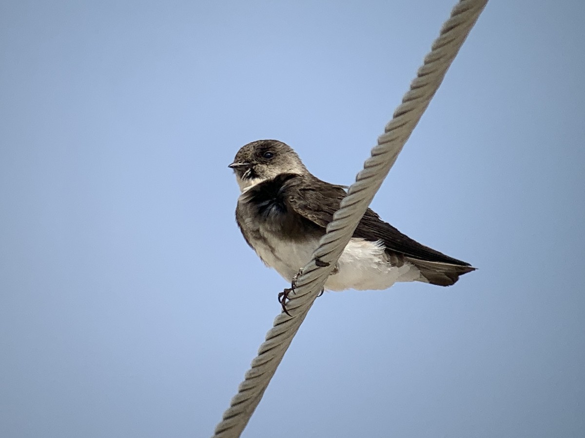 Pale Martin - ML638066937