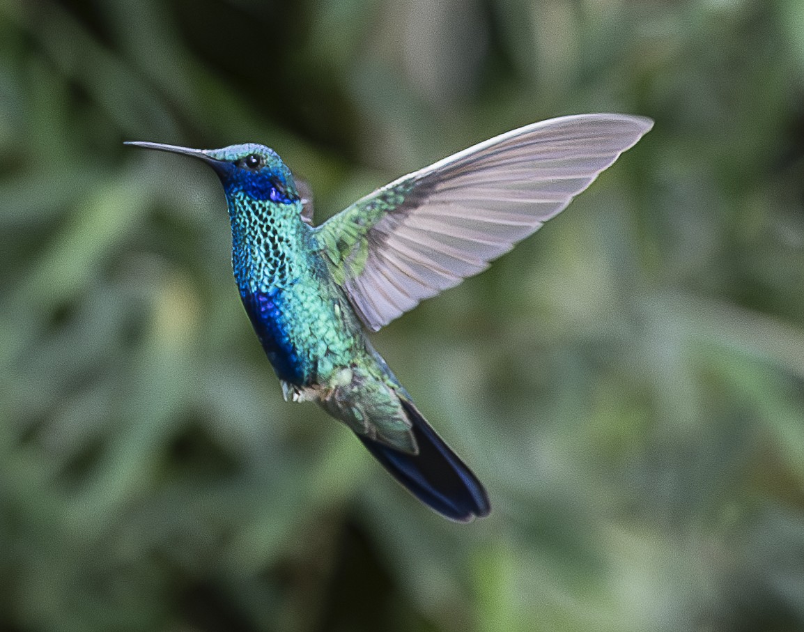 kolibřík modrolící - ML638066938