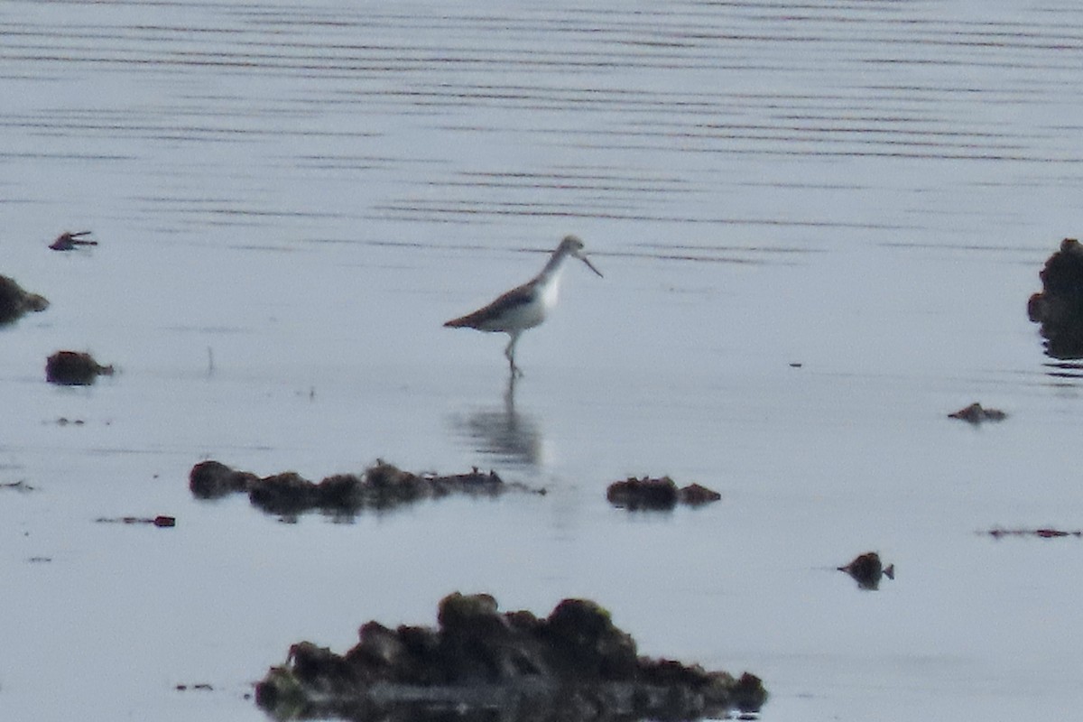 Common Greenshank - ML638066976
