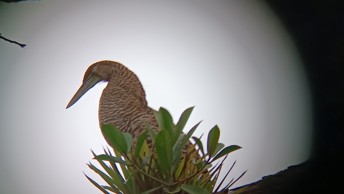 Fasciated Tiger-Heron - ML638066978