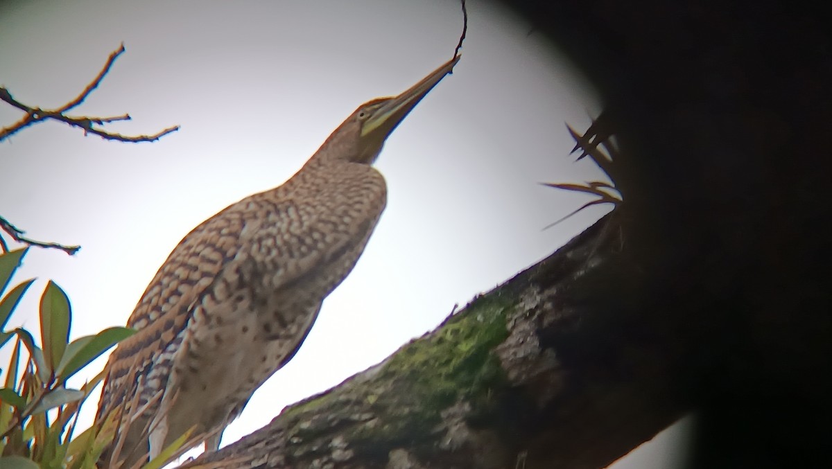 Fasciated Tiger-Heron - ML638066979