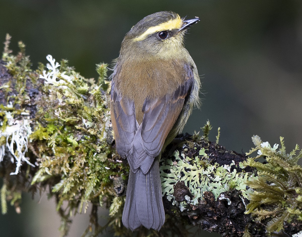 Yellow-bellied Chat-Tyrant - ML638066985