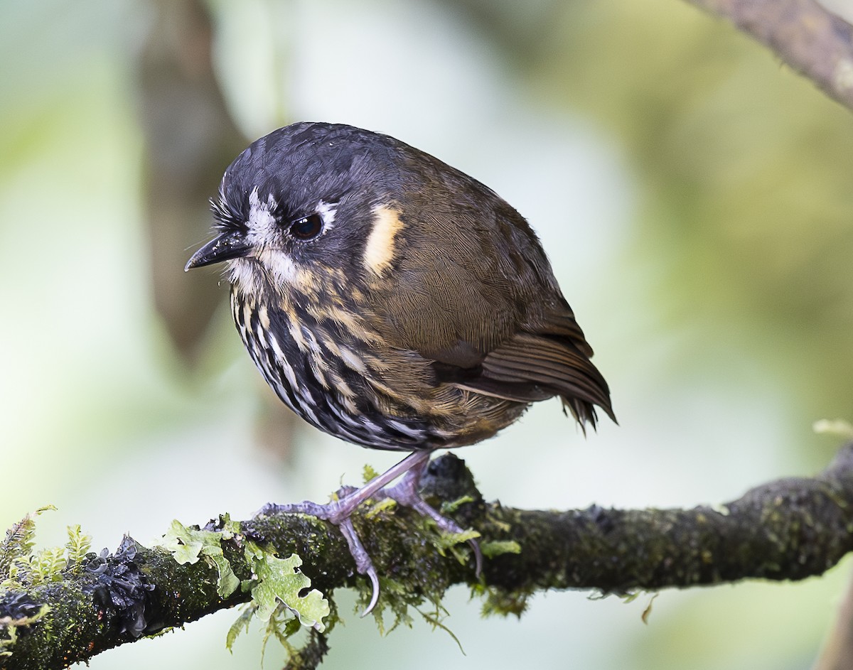 Crescent-faced Antpitta - ML638066990
