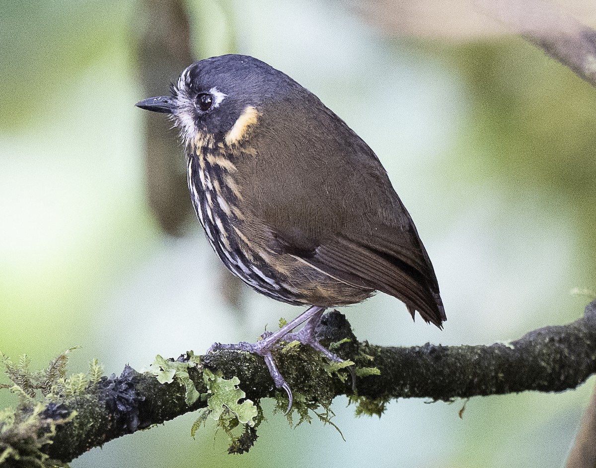 Crescent-faced Antpitta - ML638066991