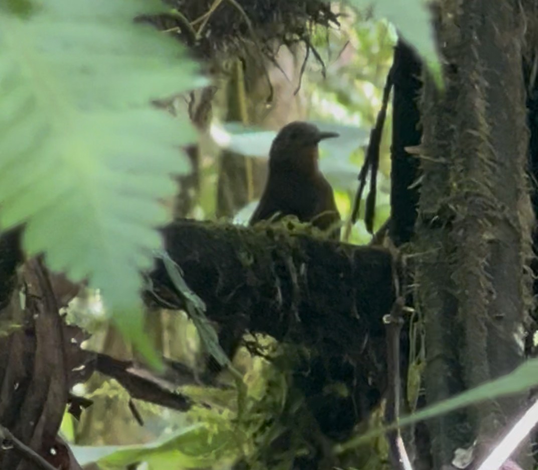 South American Leaftosser (Dusky) - ML638067003