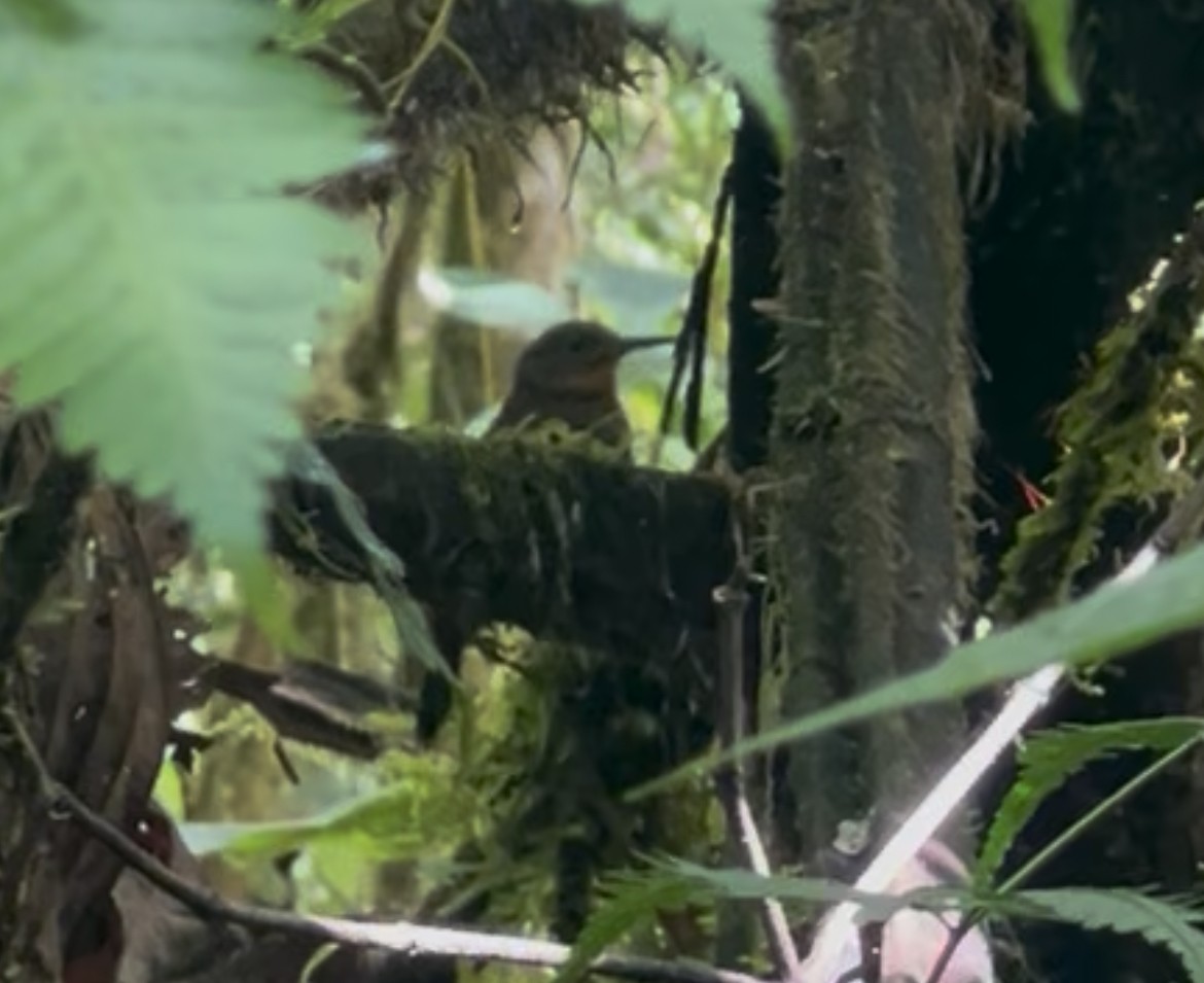 South American Leaftosser (Dusky) - ML638067004