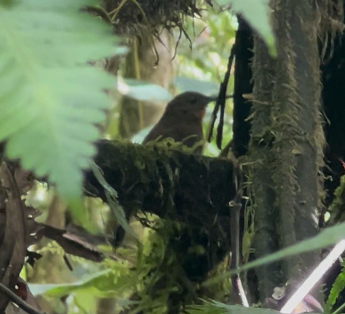South American Leaftosser (Dusky) - ML638067005