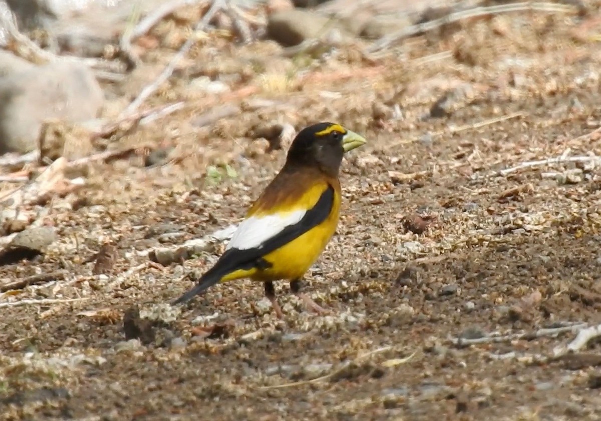 Evening Grosbeak - ML63806701