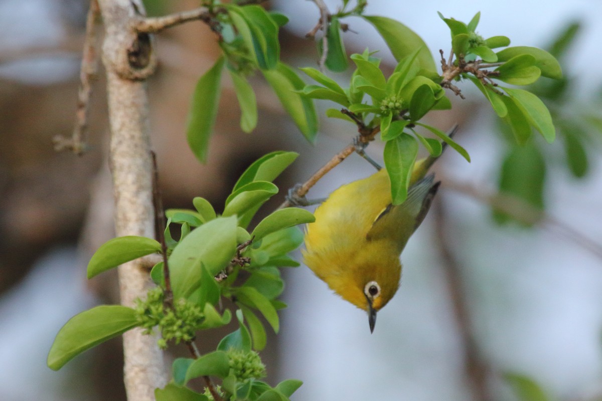 Cape White-eye - ML638067015