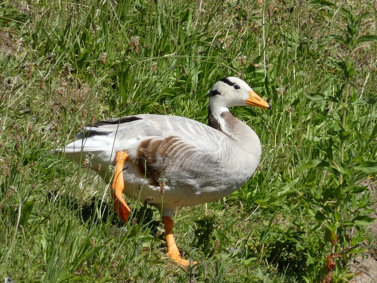 Bar-headed Goose - ML638067023