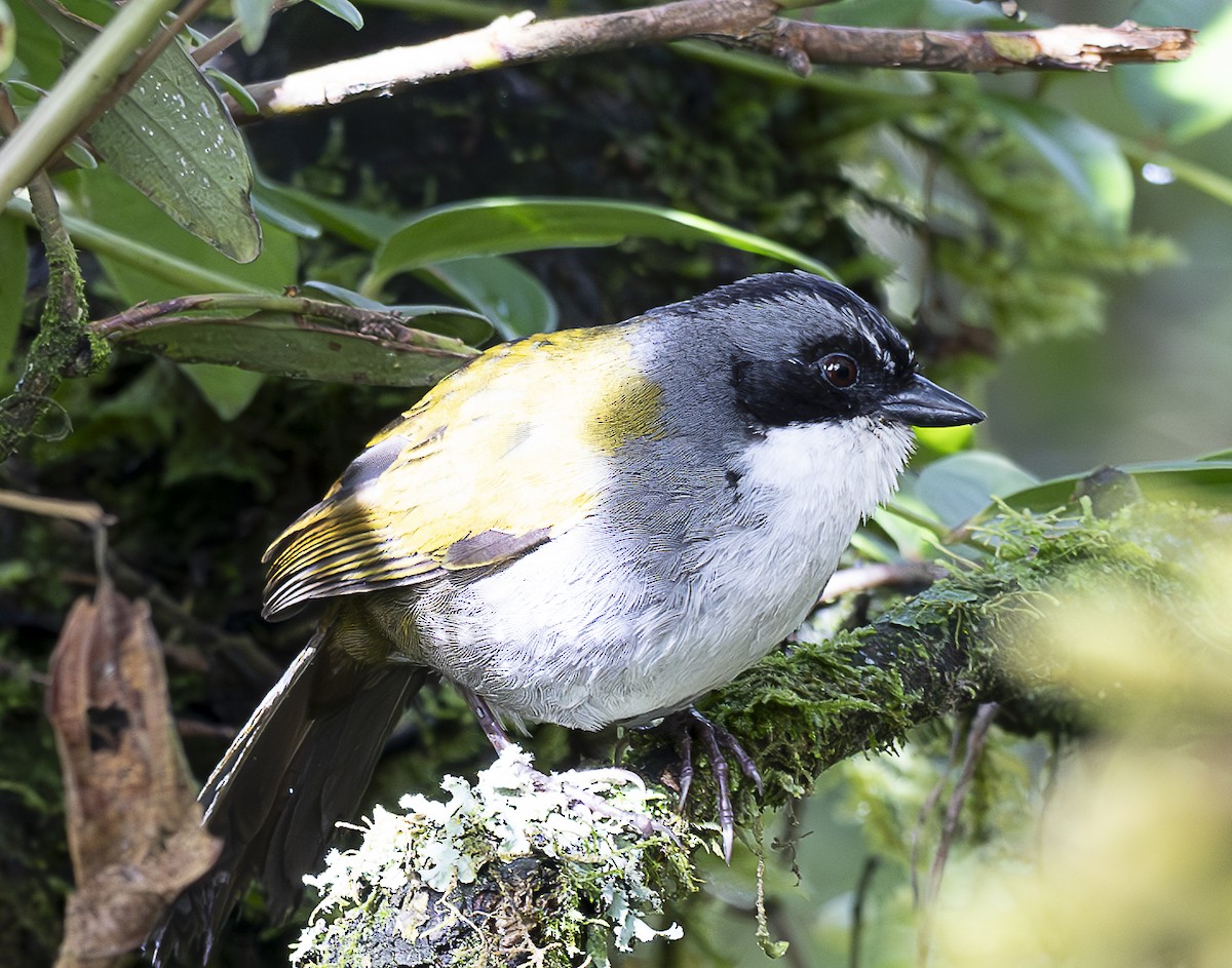 Gray-browed Brushfinch - ML638067029