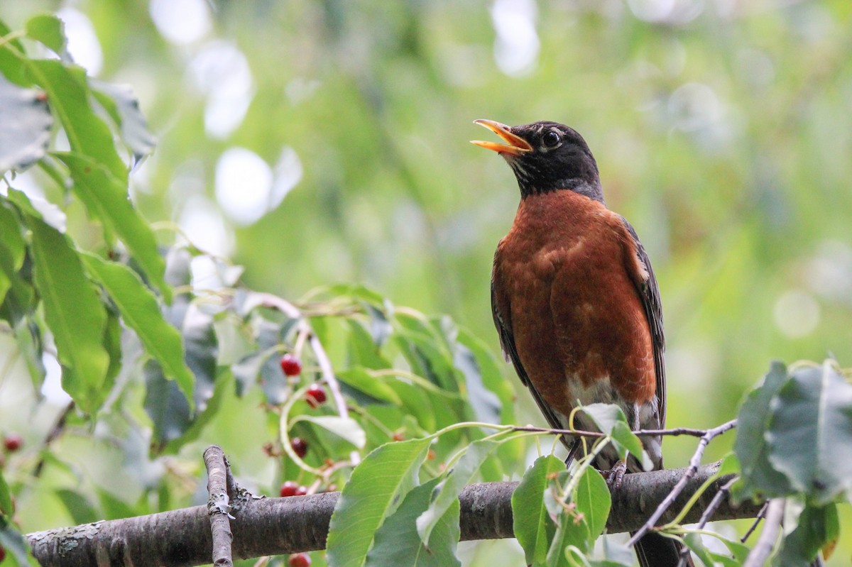 American Robin - ML638067038