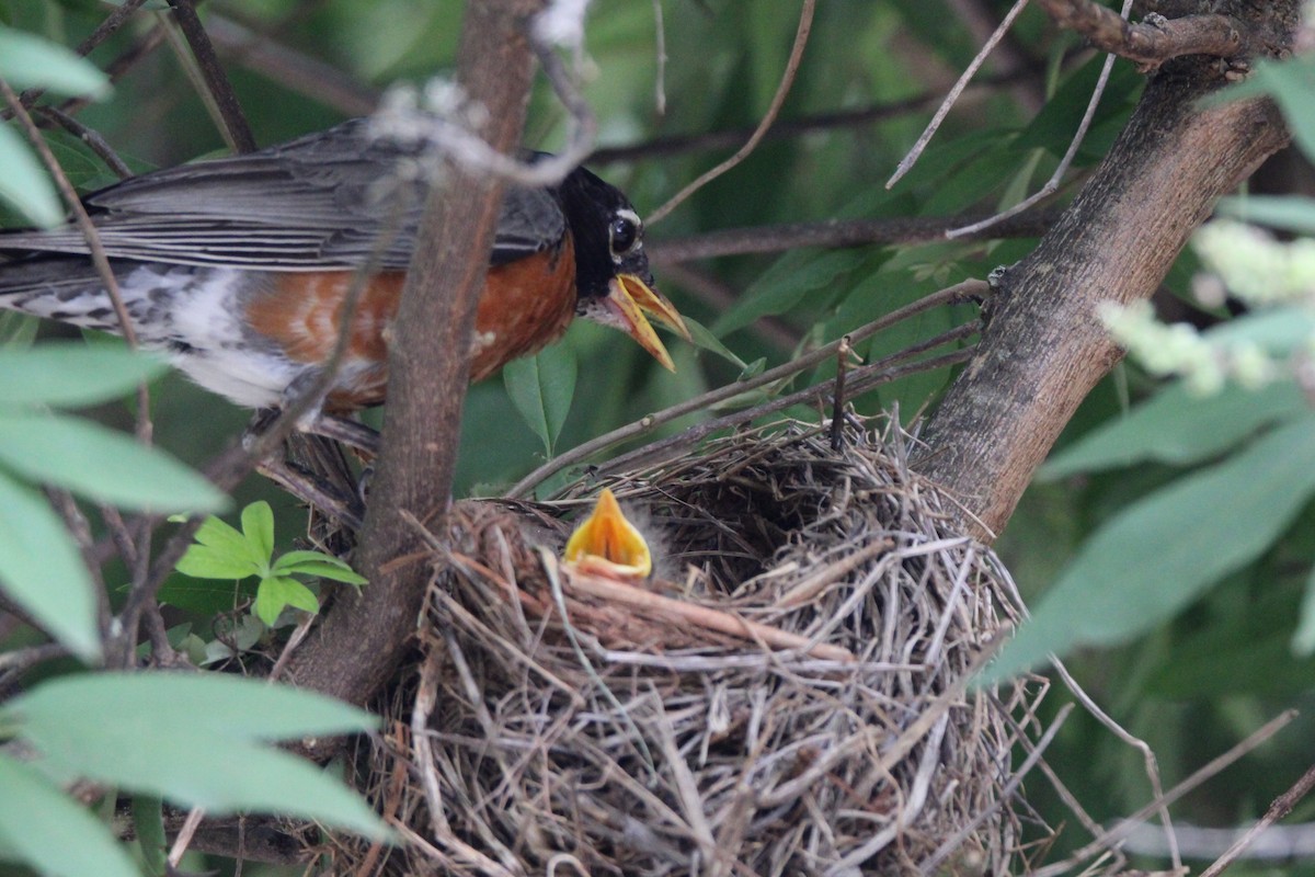 American Robin - ML638067039