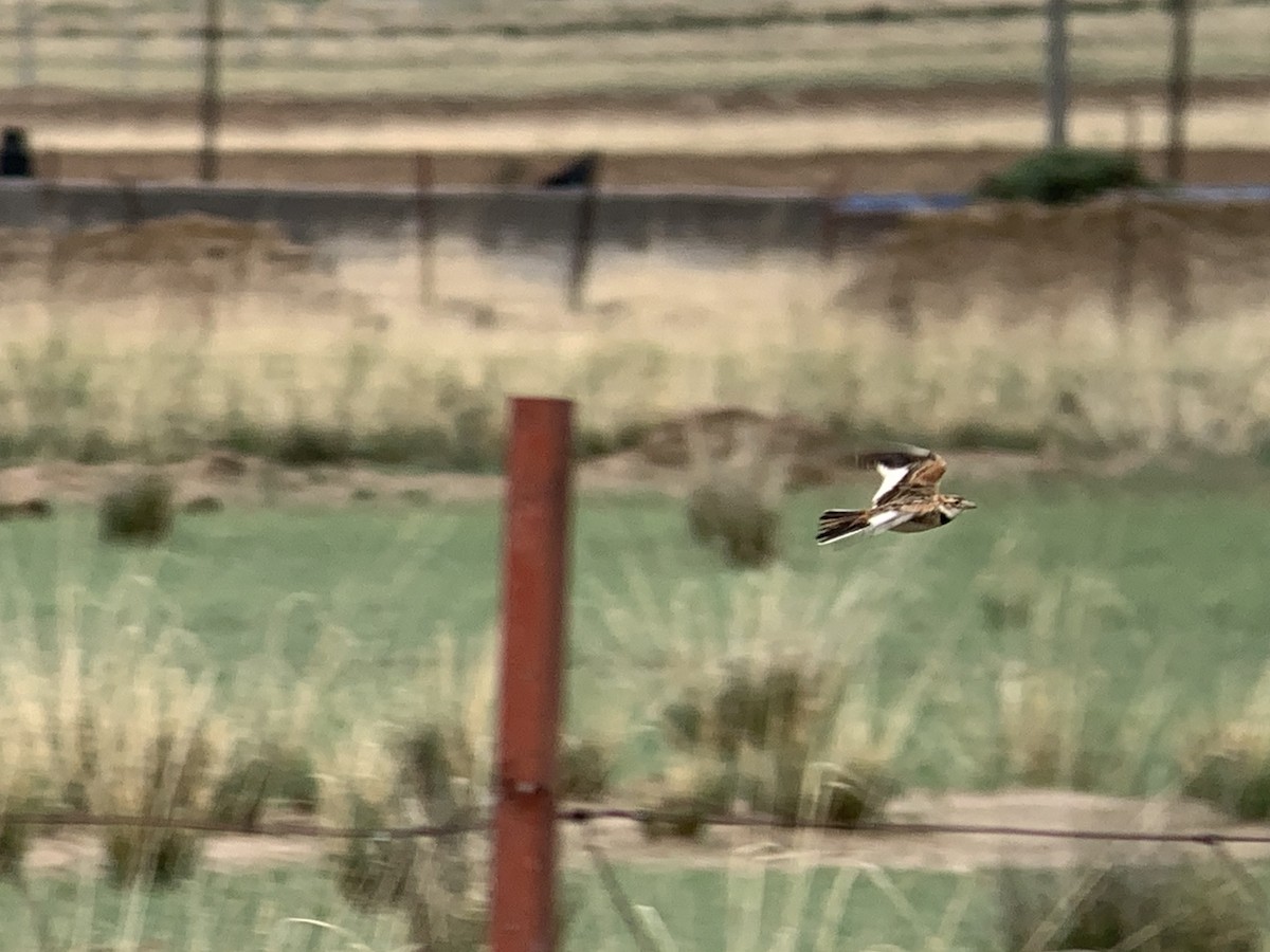 Mongolian Lark - ML638067043